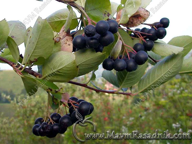 01 Aronija Sibirska Borovnica Sorta Nero