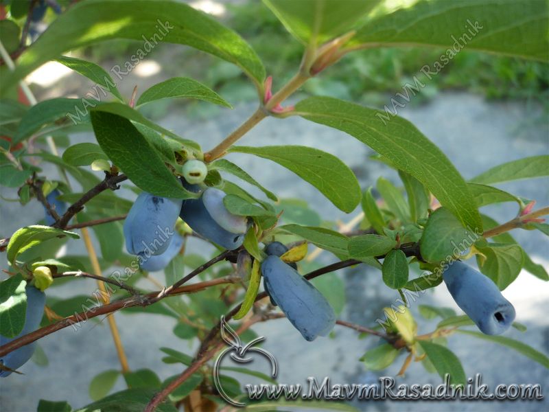 01 Lonicera Kamtschatika U Narodu Poznata Kao Sibirska Borovnica Majska Jagoda Kamcatska Borovnica