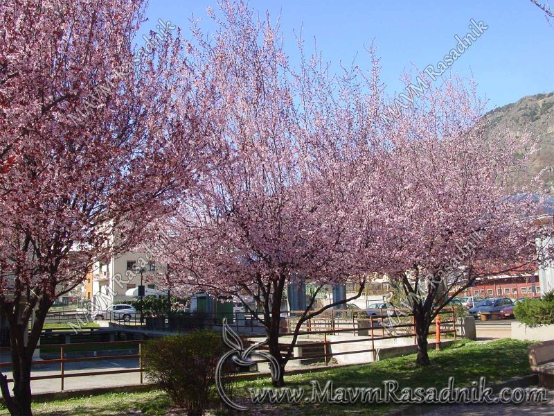 01 Medonosna Prunus Cerasifera Var Pisardi