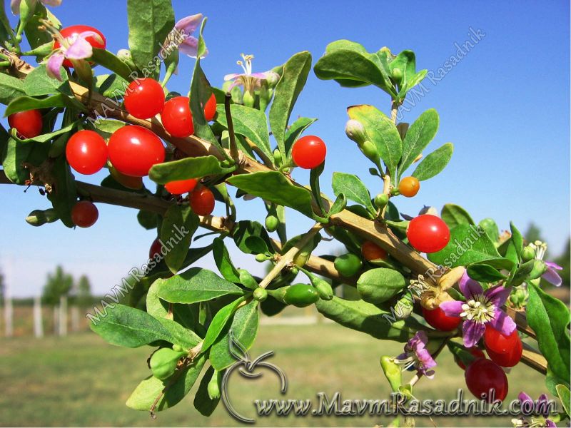 02 Biljka Goji Potice Sa Tibeta I Smatra Se Hrana I Lek Za Dug Vek