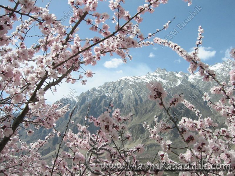 02 Cvetanje Hindukush Kajsije Je Uvek Obilno