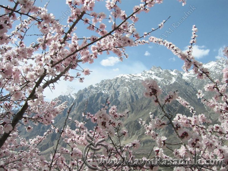 02 Cvetanje Hindukush Kajsije Je Uvek Obilno