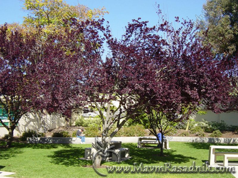 02 Dekorativna Prunus Cerasifera Var Pisardi