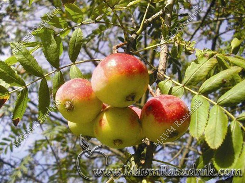 02 Plod Oskoruse Sorbus  Domestica