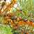 03-Hippophae-rhamnoides-oblepiha