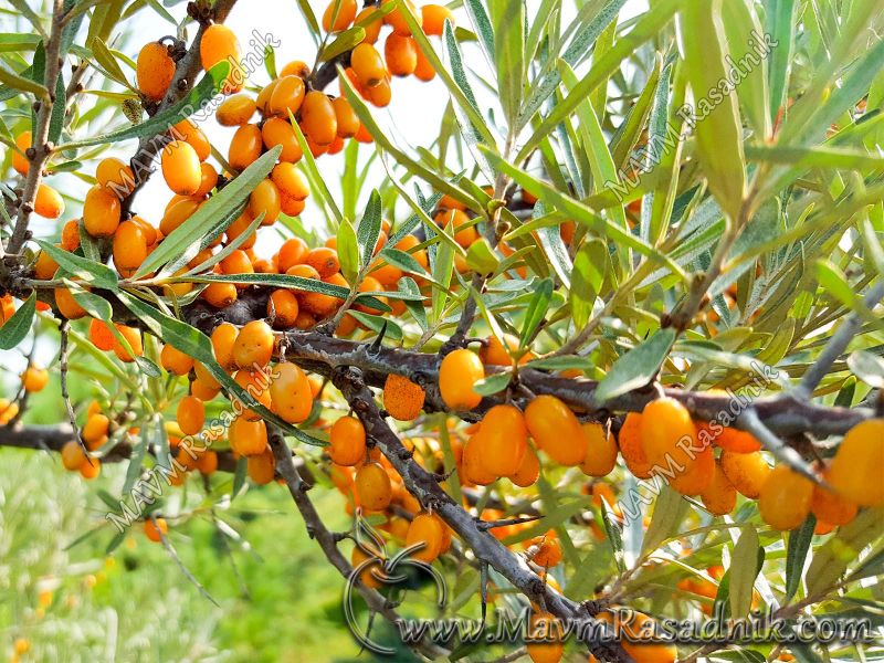 03-Hippophae-rhamnoides-oblepiha