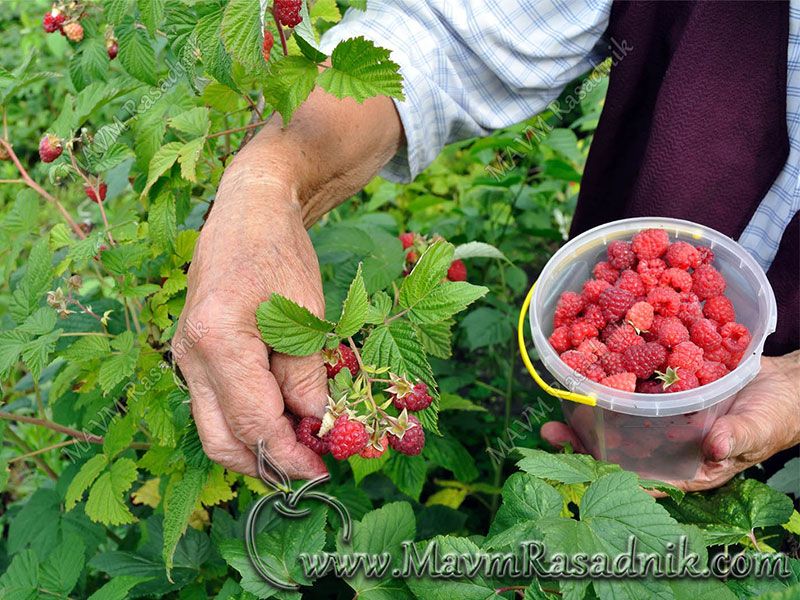 03 Malina Sorta Polana Rađa Do Prvih Mrazova