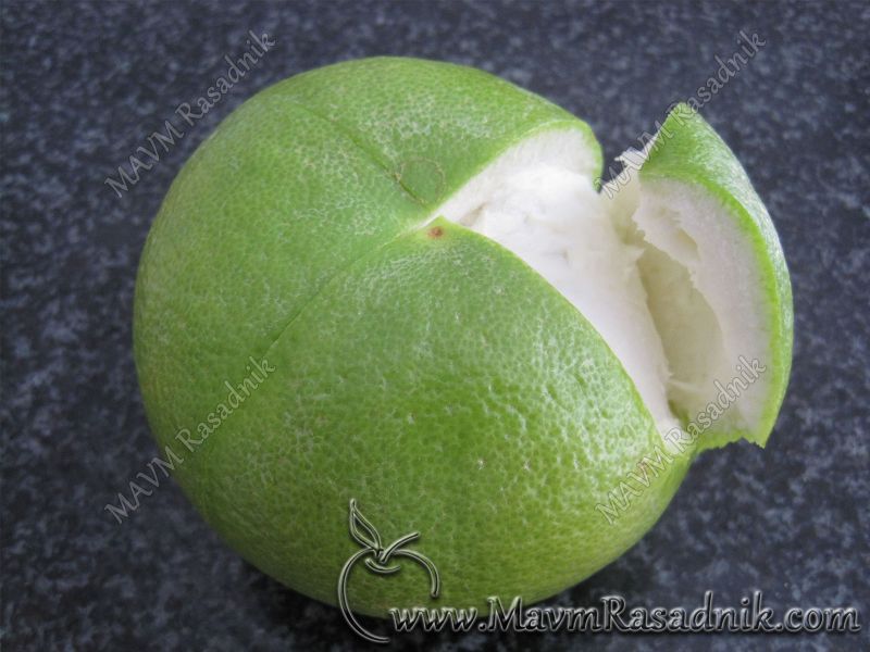 03 Pomelo   Jedno Od Najkrupnijih Citrusnih Plodova