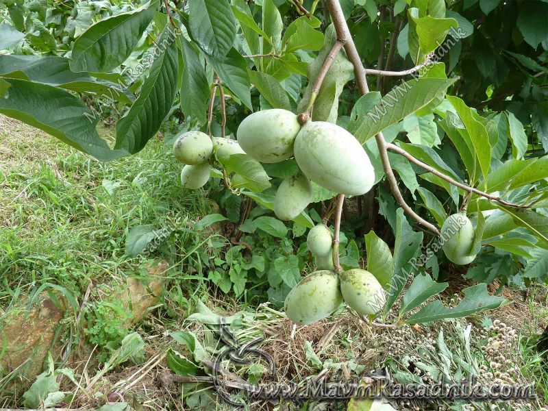 04 Asimina Triloba Indijska Banana Ili Pawpaw