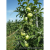 04 Jabuka Granny Smith Spur