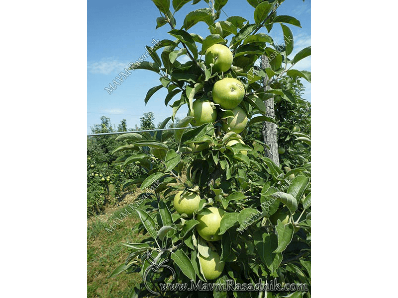 04 Jabuka Granny Smith Spur