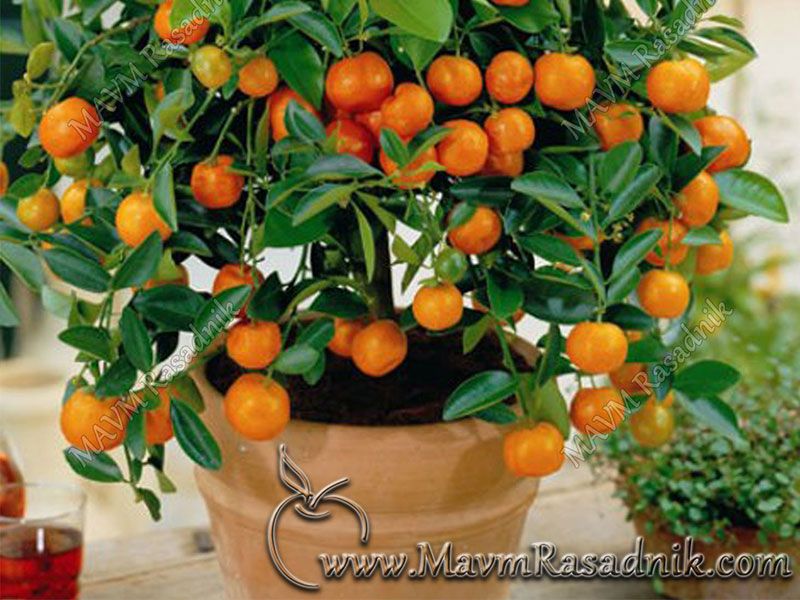 04 Mandarine Su Izuzetno Dekorativne