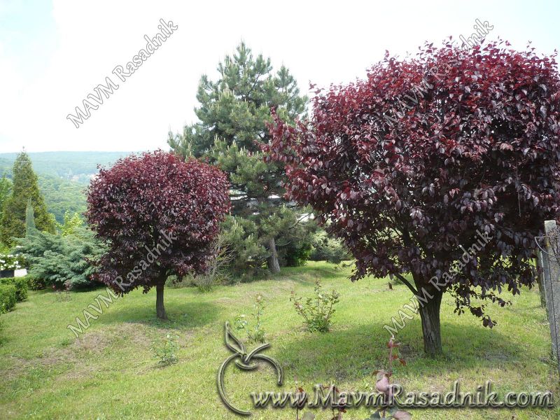 04 Opevana U Pesmama Prunus Cerasifera Var Pisardi