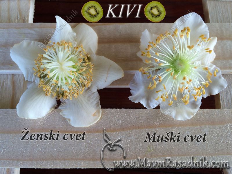 04 Zenski I Muski Cvet Kivija