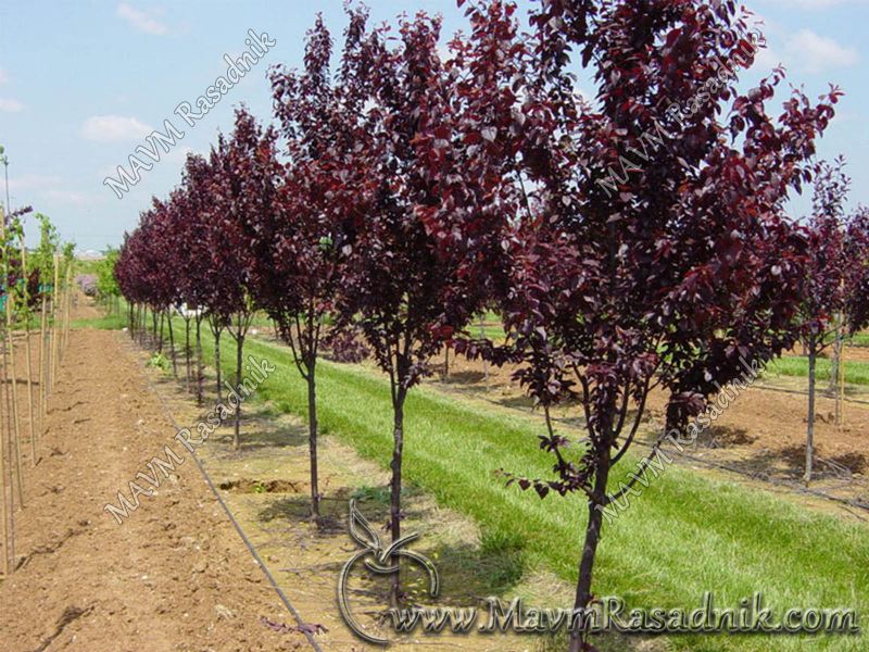 05 Cesta Vrsta U Gradskim Drvoredima Prunus Cerasifera Var Pisardi