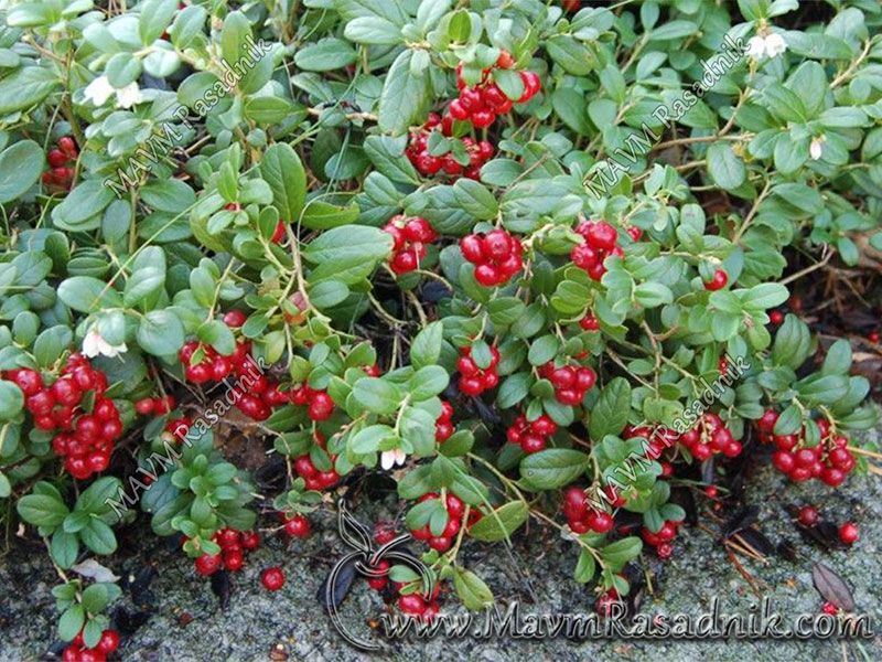 05 Evropska Brusnica Vaccinium Vitis Idaea Raste Kao Grm