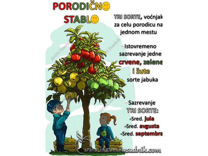 05 Jabuka  Porodicno Stablo