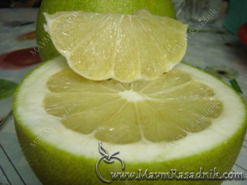 05 Smatra Se Da Je Pomelo Predak Grejpfruta