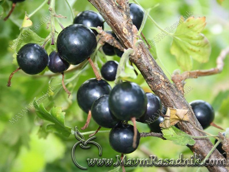 06 Fourberry Ekskluzivna Inovacija Kod Jagodastih Vocnih Vrsta