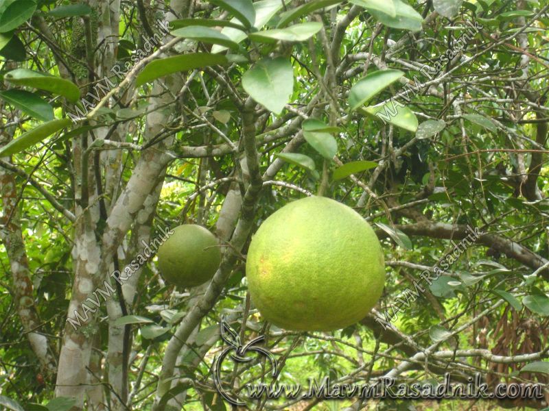 06 Izuzetna Krupnoca Plodova  Pomela