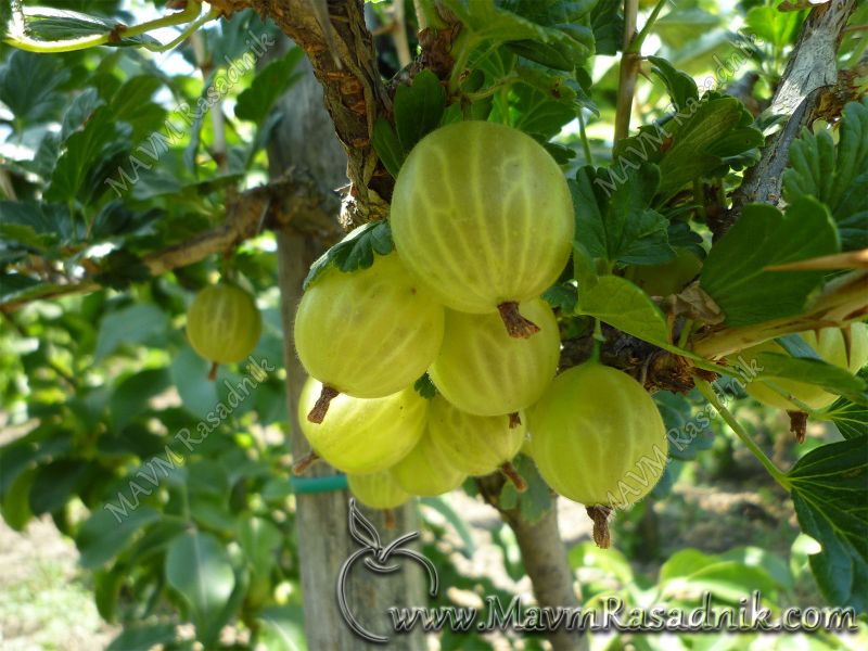 06 Ogrozd Je Rudnik Vitamina C Na Vasoj Okucnici