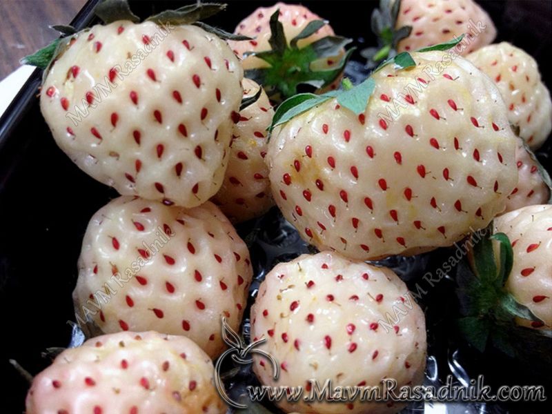 06 Plodovi Jagode Pineberry Imaju Ukus Ananasa