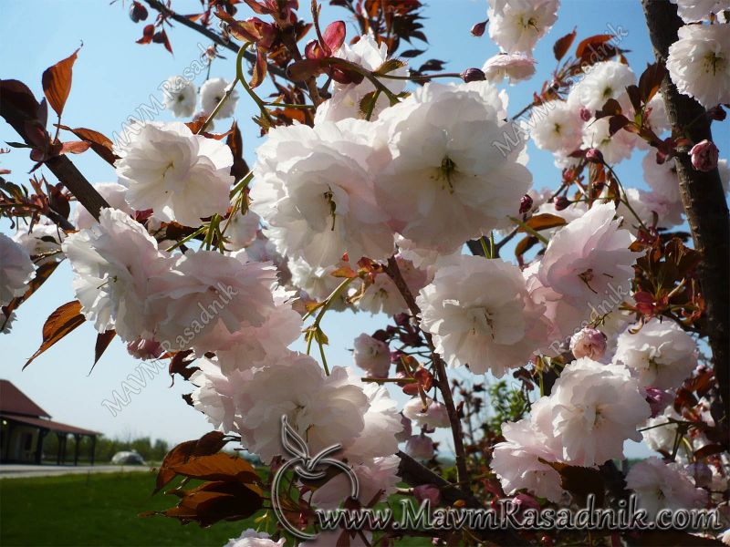 06 Prunus Serulata