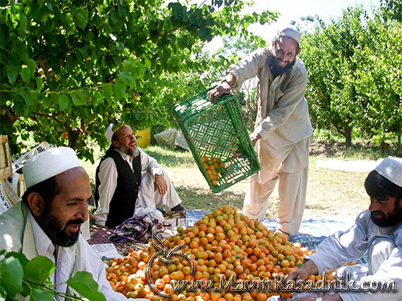 07 Berba Kajsija U Podrucju Hindu Kush