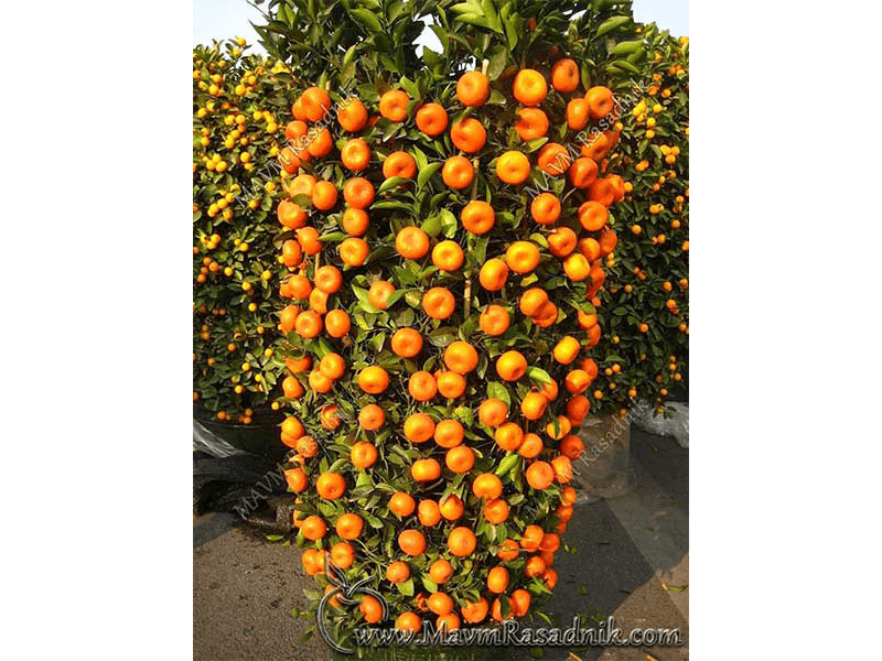 07 Gajenje Mandarina U Dekorativnim Formama Climing  Oranges