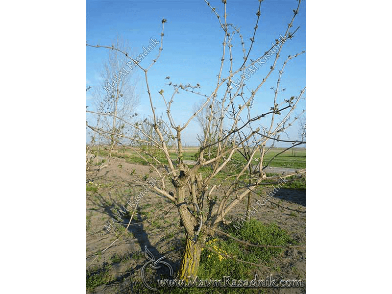 07 Orezana Biljka Zove Na Pocetku Vegetacije