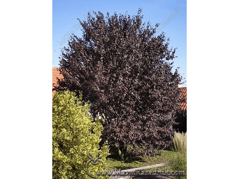 07 Otporna Na Bolesti Prunus Cerasifera Var Pisardi