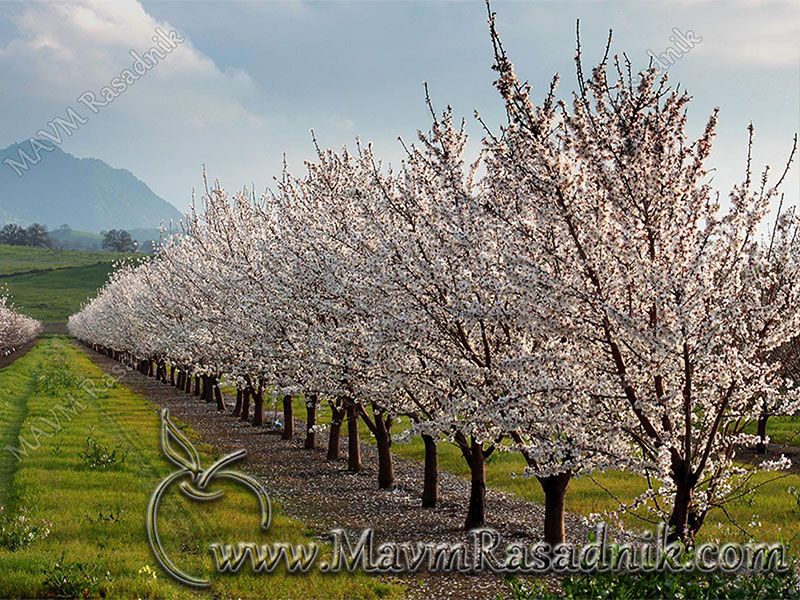 08 Mavm Izbor Sorti Kasno Vreme Cvetanja