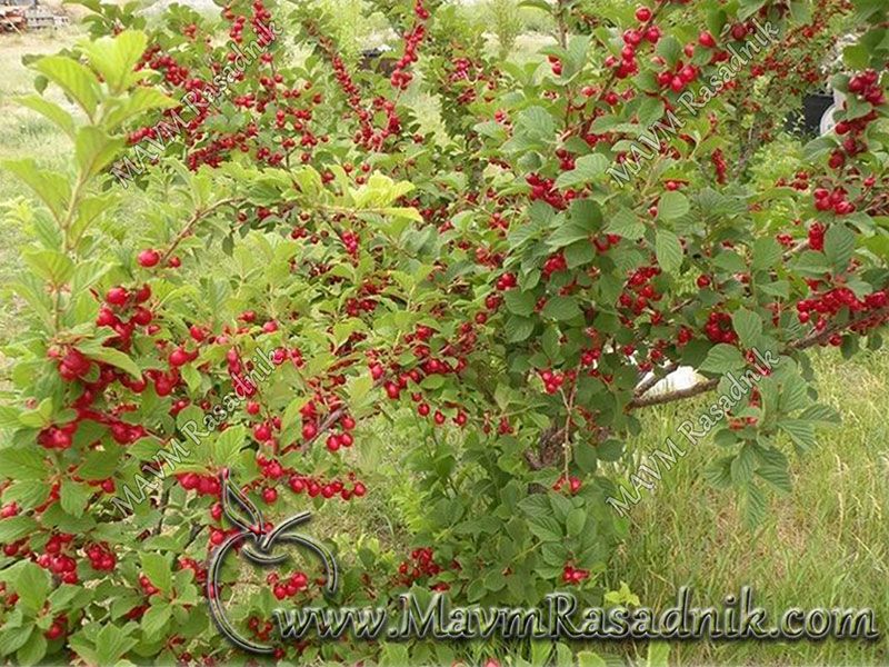 08 Nanking Visnja Prunus Tomentosa