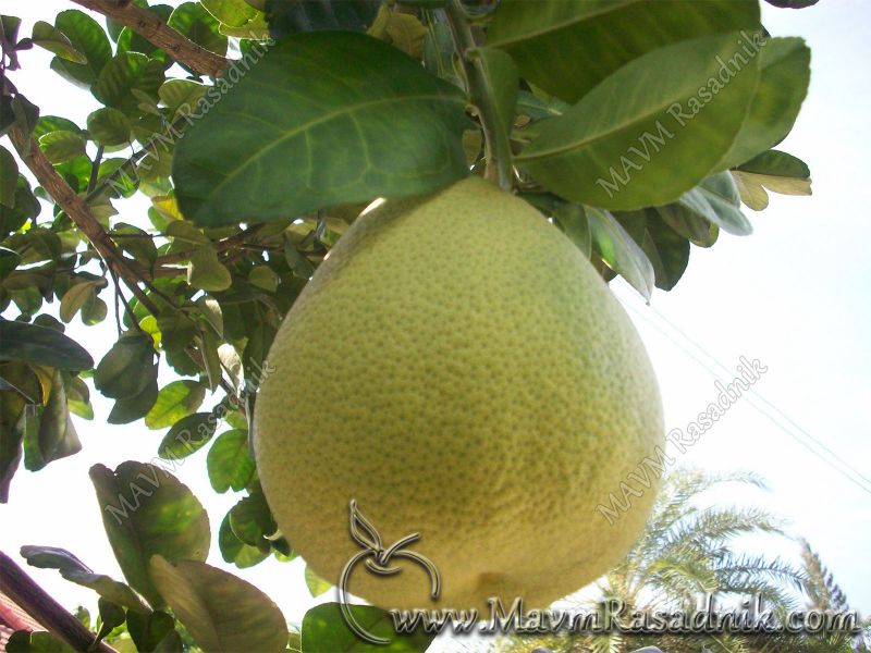 08 Pomelo