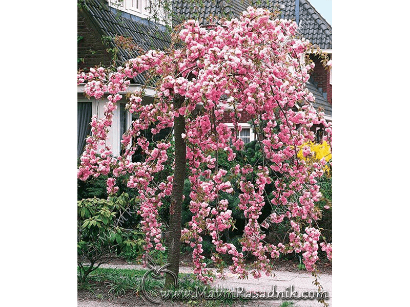 08 Prunus Serulata Sa Padajucim Granama