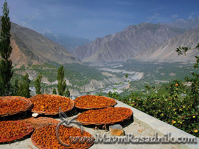 08 Tradicionalno Susenje Hindu Kush Kajsije Na Suncu