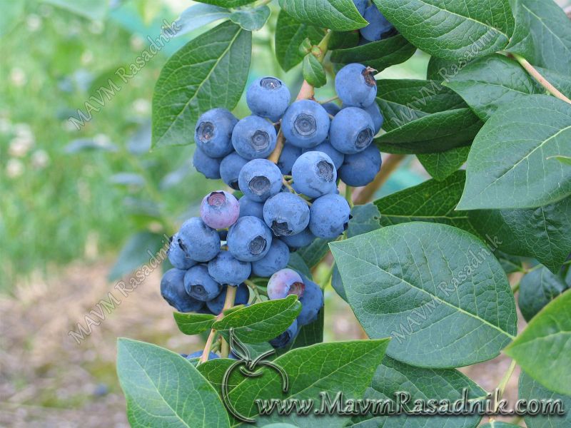 08 Visoko Zbunasta Borovnica Vaccinium Corymbosum