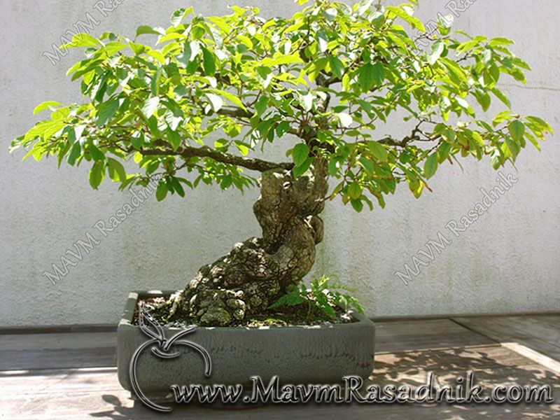 09 Bonsai Japanska Jabuka