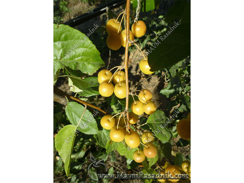 09 Jabuka Biljka Oprasivac  Golden Gem