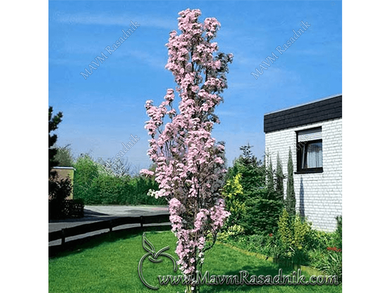 09 Stubasta Forma  Prunus Serrulata Amanogawa