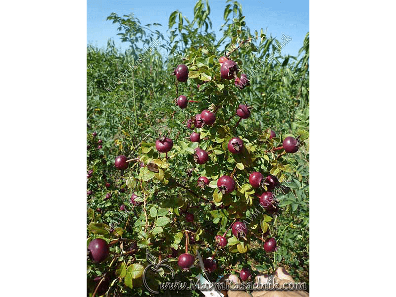 10 Rosa Pipinifolia Bordo Crvenog Ploda