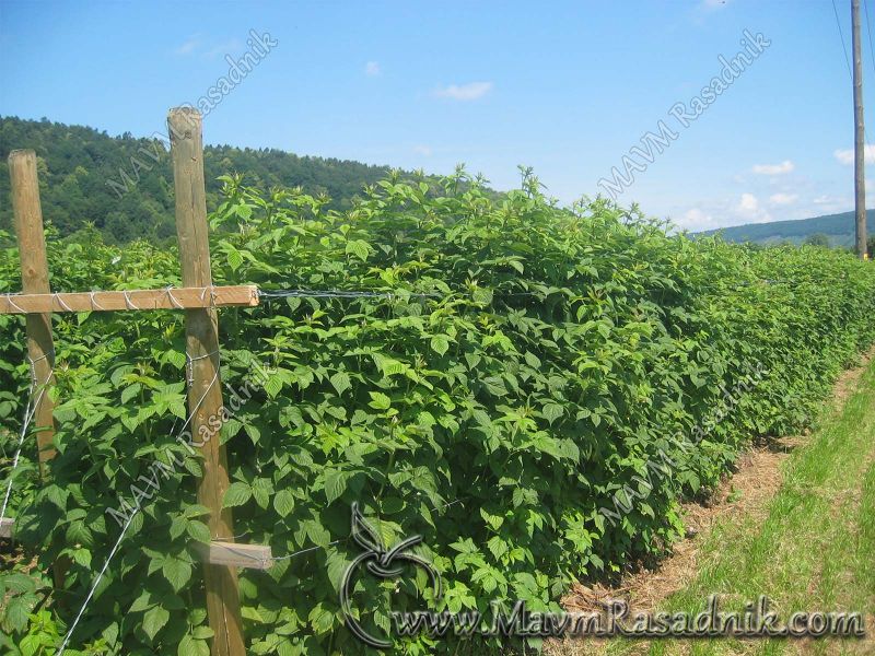 12 Intenzivni Zasad Maline