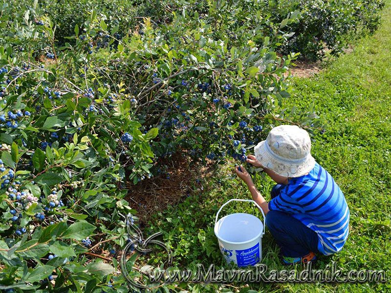 14 Sumska Borovnica Vaccinium Myrtillus