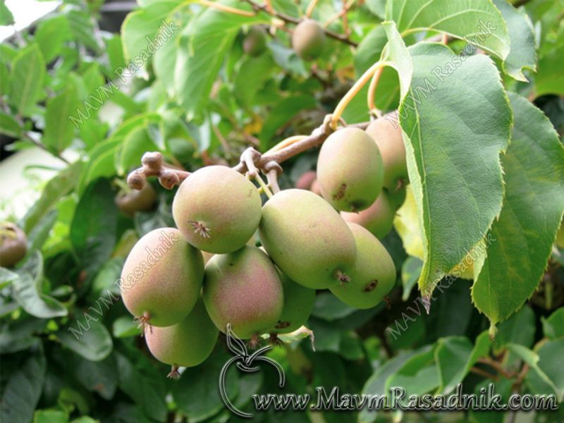 15 Actinidia Arguta  Sibirski Kivi