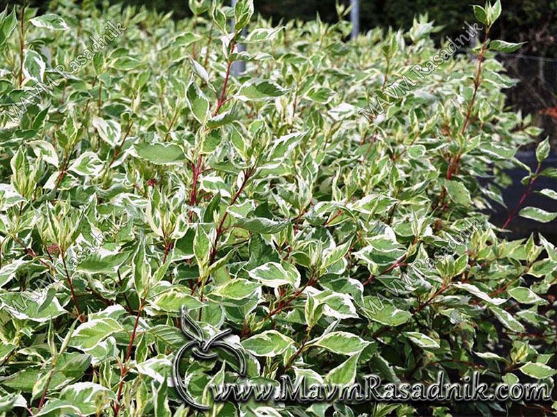 15 Dekorativne Forme Cornus Alba Elegantissima