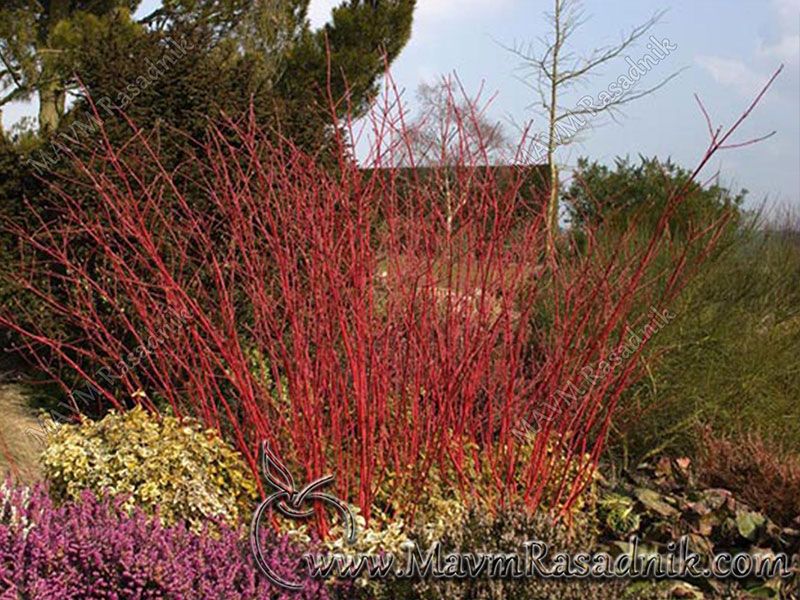 16 Dekorativne Forme Cornus Alba Sibirica