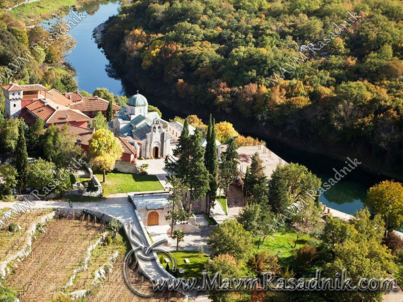 16 Mavm Kolekcija   Masline Iz Manastira Tvrdos Trebinje