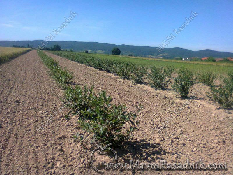 17 Proizvodni Zasad U Cetvrtoj Godini