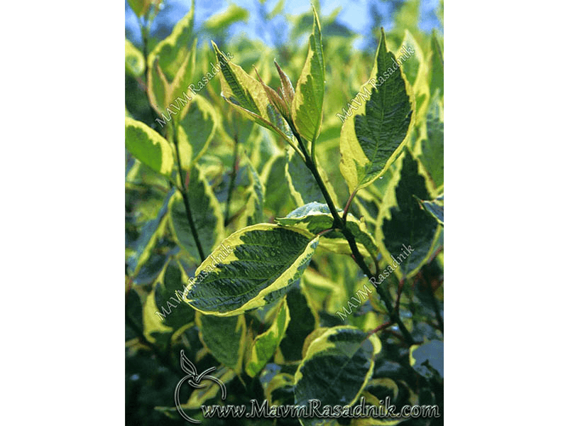 18 Dekorativne Forme Cornus Alba